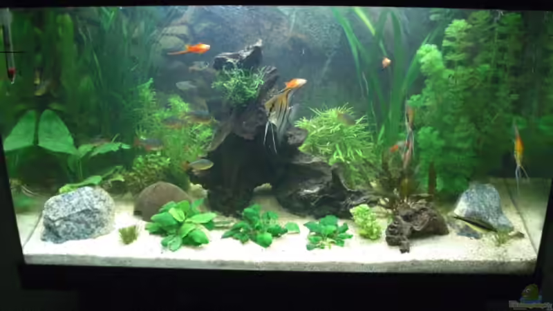 vor dem kleinem umbau von the pepper (4)