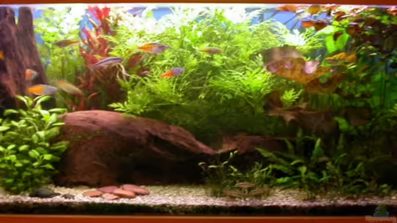 vor dem Pflanzen kürzen - 25.August 2006 von Susanne Schmohl (6)