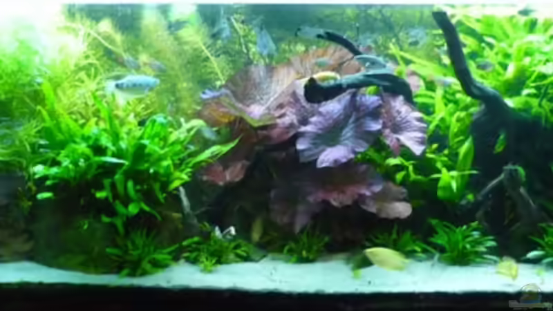 vor dem rückschnitt von Christiane Feldmann (17)