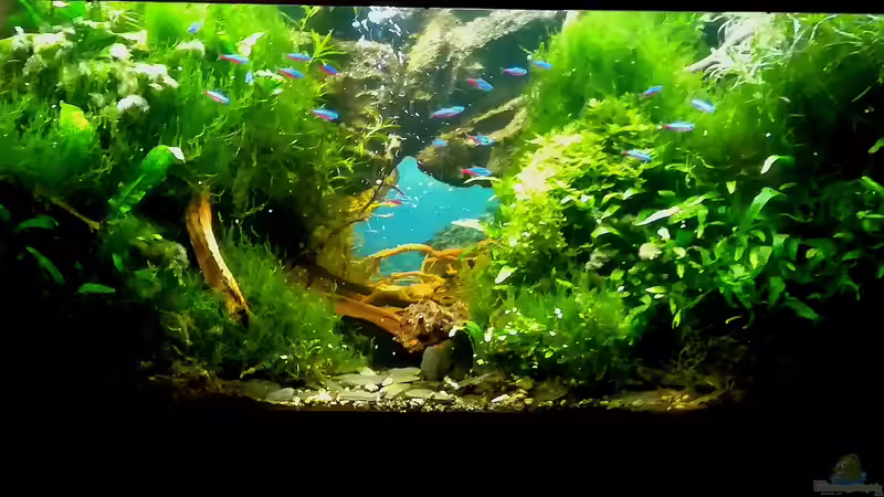 Vor dem Umbau von Bermuda 3eck (6)