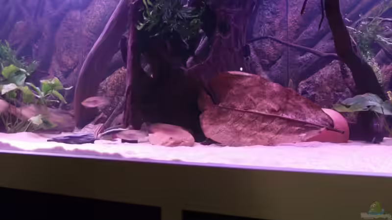 Vor dem Umbau von Dr. Manhattan (24)