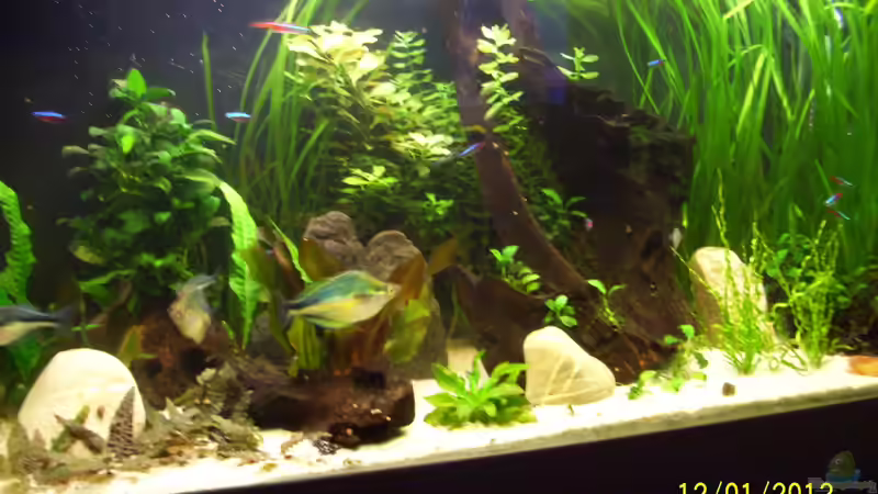 vor dem Umbau von kaktus-jones (8)