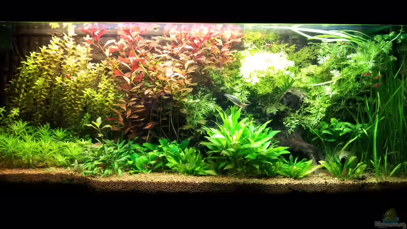 Vor dem Umgestalten und dem Rückschneiden der Pflanzen am 04.03.2012 von Ferbi (2)