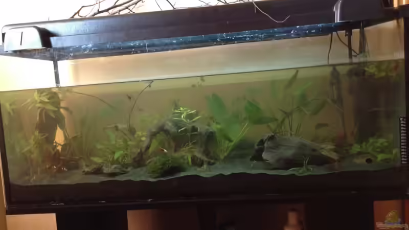 Vor den Details  von Ceylon (27)