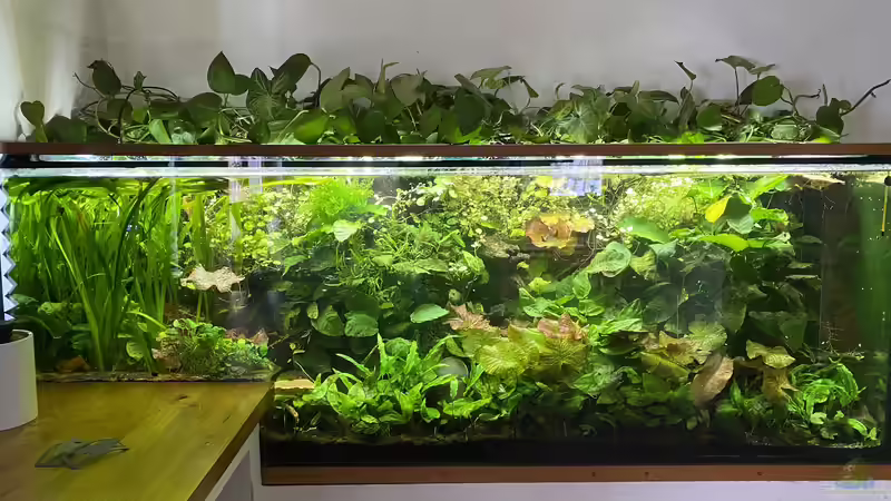 Vor der neuen Bepflanzung. von Lina L. (4)