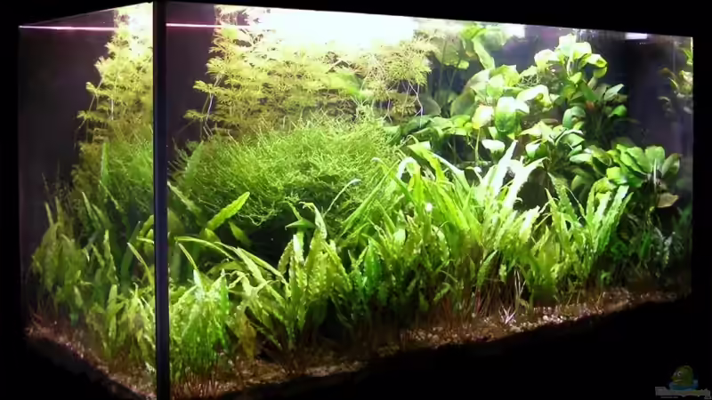 Vor der Renovierung von redcherry (2)