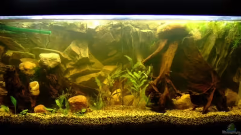 Vor der Verpflanzung von TetraMike (2)