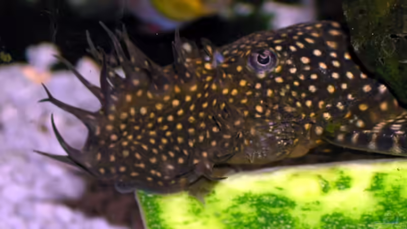 Vor Häßlichkeit schon wieder schön ... von Fossybear (44)