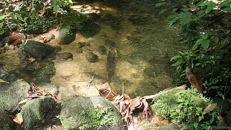 Vor Ort --> Habitat Thailand - Urwaldbach von -Der Österreicher- (20)