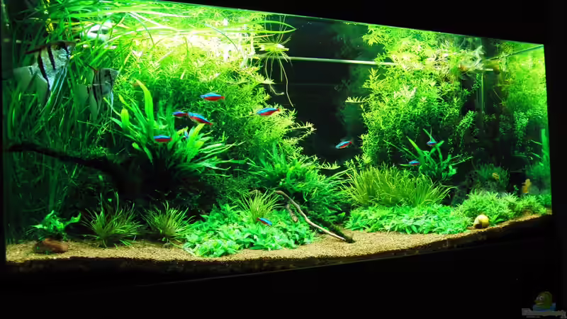 vor Rückschnitt von Dario (3)