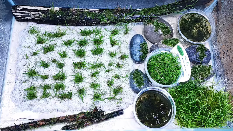 Vorarbeiten von bergfrau (14)