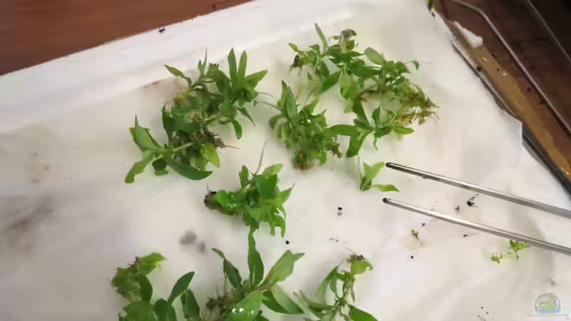 Vorbereitung Staurogyne repens von BastiB (17)