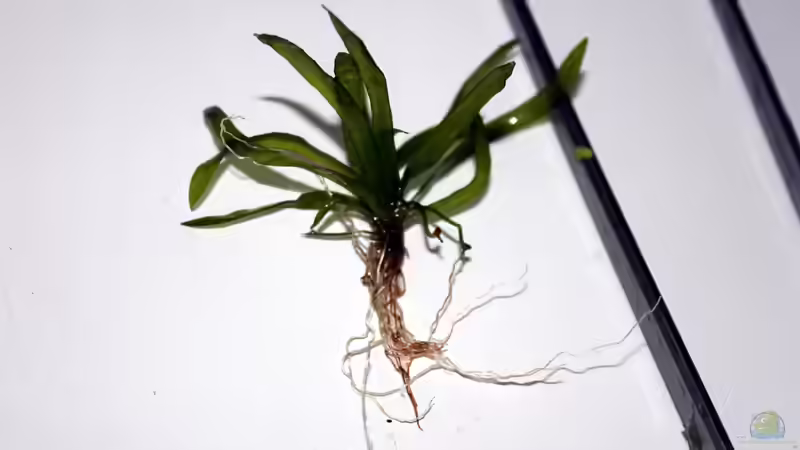 Vorbereitung zum Pflanzen... von Falk (12)