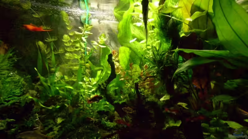 Vorbereitung zur Nachtruhe von Volkmar1 (6)