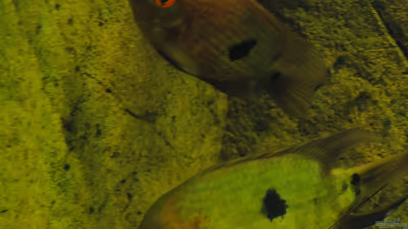 Vorbildliche Eltern mit Gelege an der Wand von weyrobing (17)