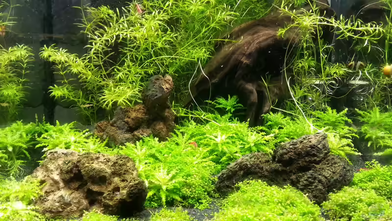 Vorderansicht 29.12.12 von M to the ilan (14)