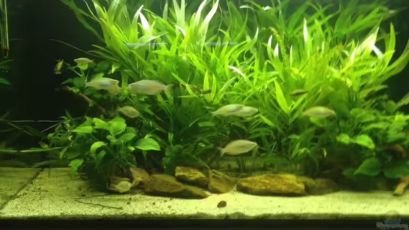 Vorderansicht April 2018 von schmitzkatze (1)