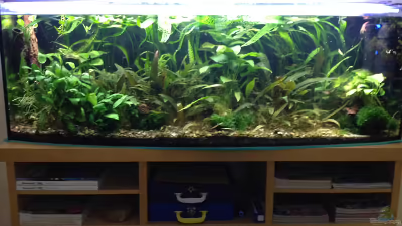 Vorderansicht April 2018 von schmitzkatze (4)