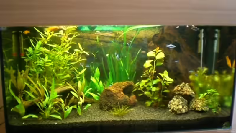 Vorderansicht des Beckens mit passender Abdeckung und Unterbauschrank Vorderansicht des Beckens mit passender Abdeckung und Unterbauschrank