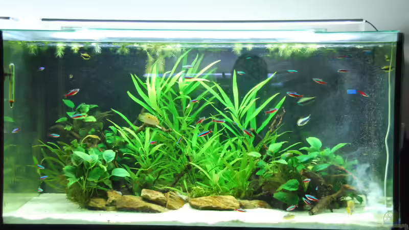 Vorderansicht Dezember 2017 von schmitzkatze (2)