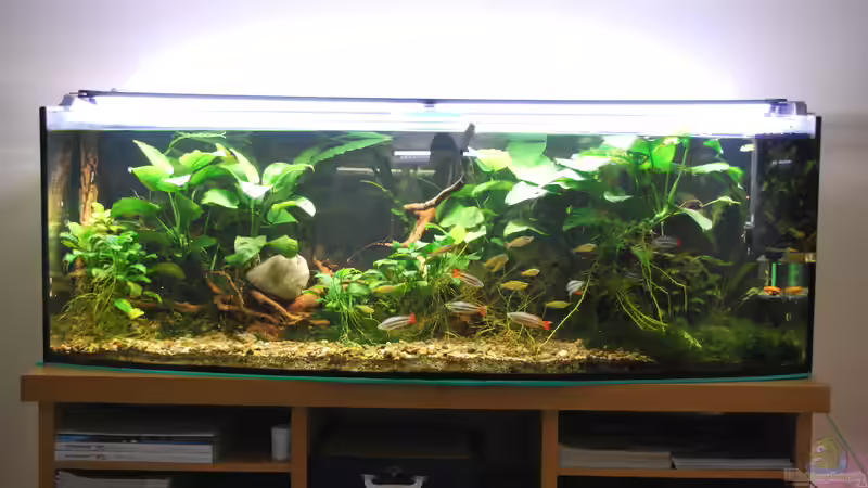 Vorderansicht Dezember 2018 von schmitzkatze (1)