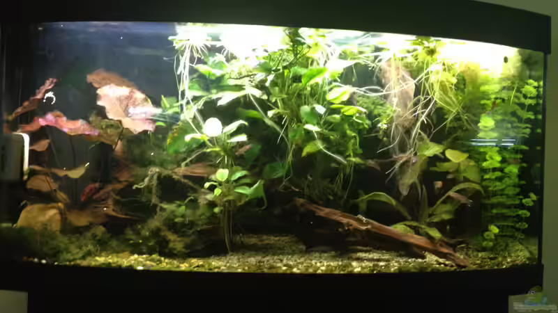 Vorderansicht im Dezember 2016 von schmitzkatze (7)