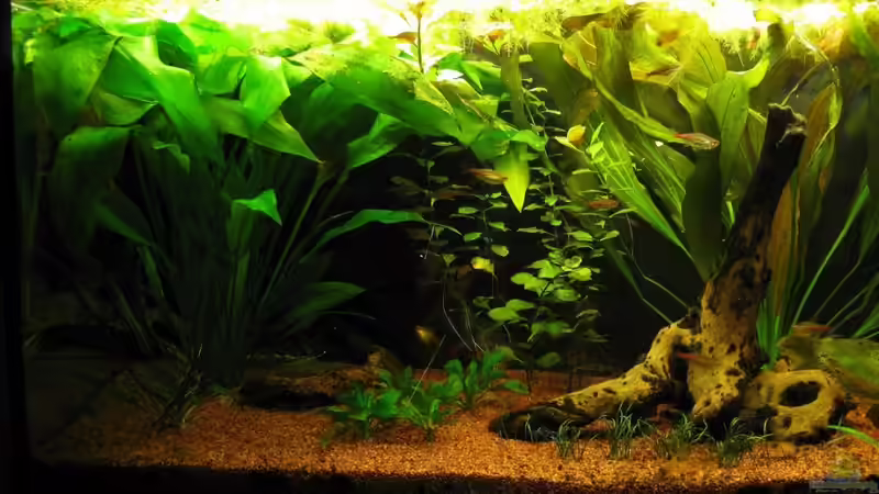 Vorderansicht Links 05.08.2010 von TurboTorsten (2)