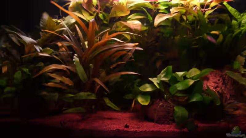 Vorderansicht links 15.02.2011 von Ray1975 (7)