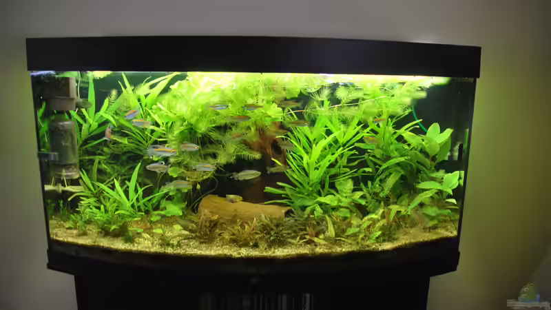 Vorderansicht Oktober 2018 von schmitzkatze (2)