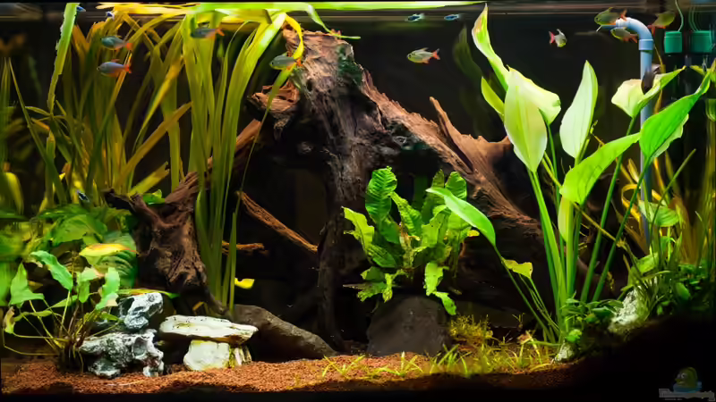 Vorderansicht (Raumteiler-Wohnzimmerseite) 2012 von Daniel80 (2)