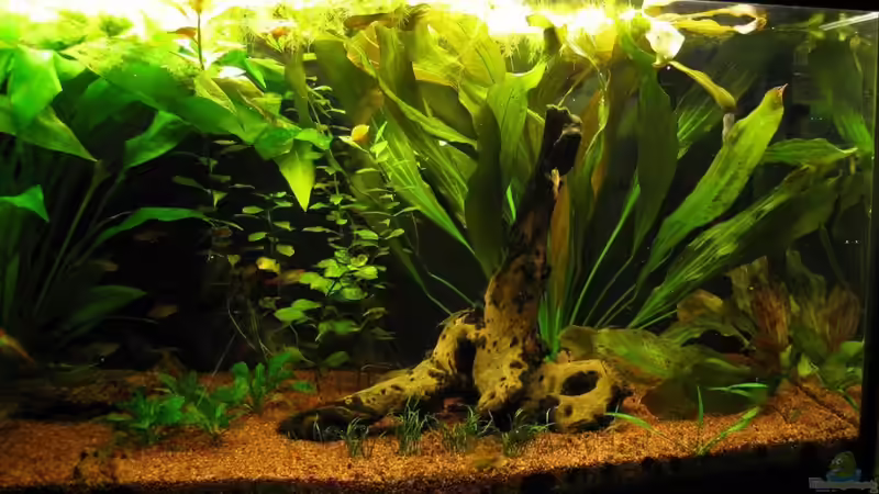 Vorderansicht Rechts 05.08.2010 von TurboTorsten (3)