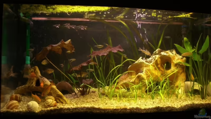 Vorderansicht vom 20.03.2008 von Mark Luigart (1)