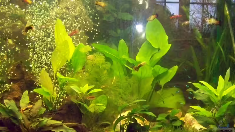 vorderansicht von Aly Jung (1)