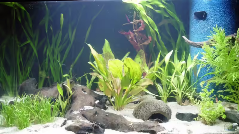 Vorderansicht von Bruce (2)