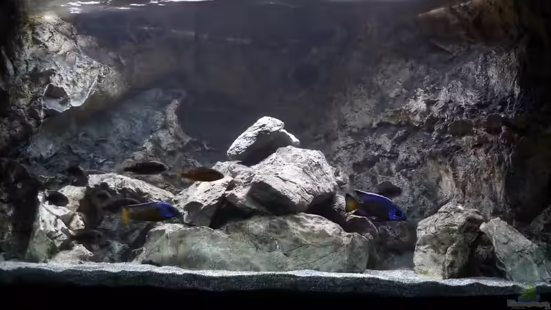 Vorderansicht von DER YBBSTALER (4)