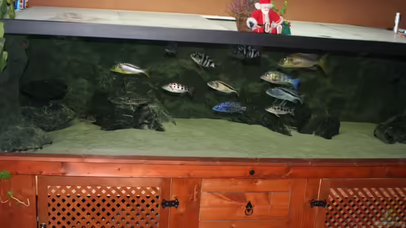 Vorderansicht von g-dopt (1)