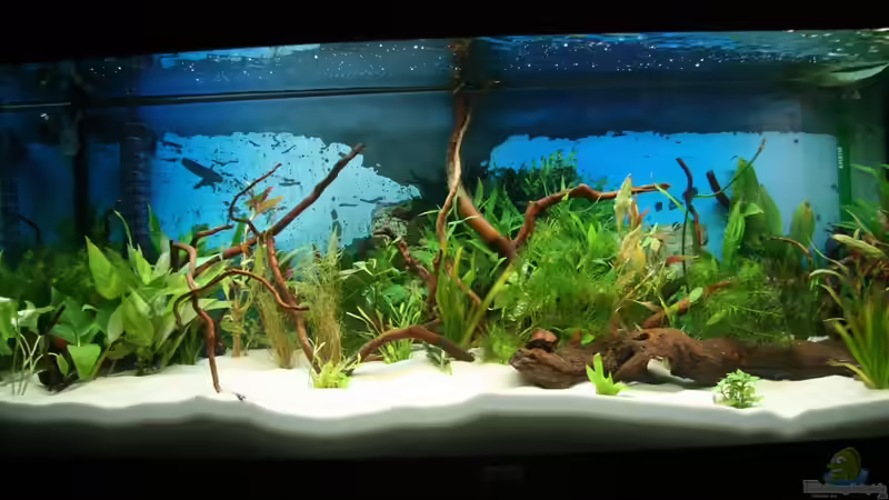 Vorderansicht von Hunterkoile (1)