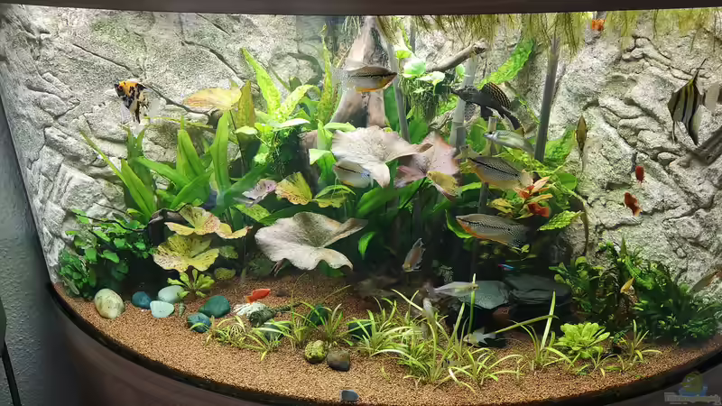 Vorderansicht von Ickebins (2)