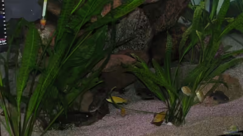 Vorderansicht von Schielefix (2)