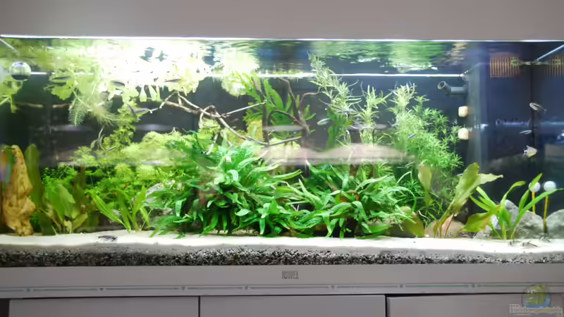 Vorderansicht von schmitzkatze (1)