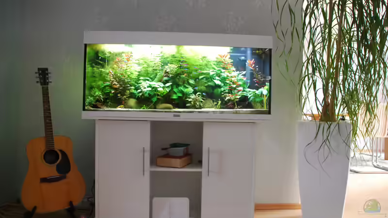 Vorderansicht von schmitzkatze (2)