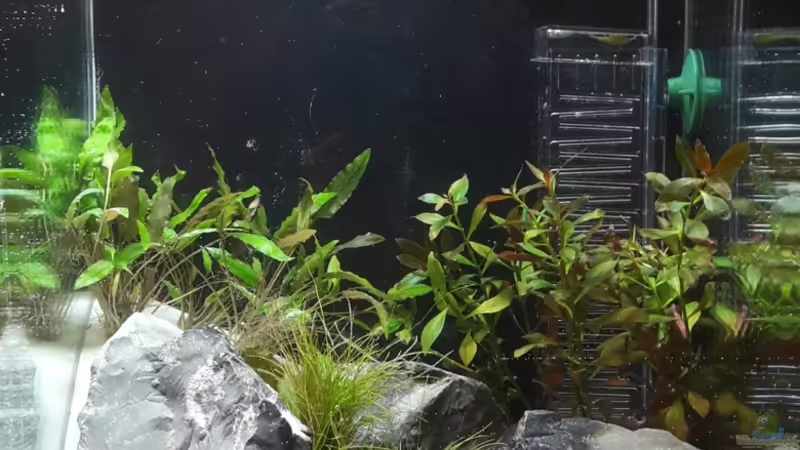 Vorderansicht von xchicagox (1)