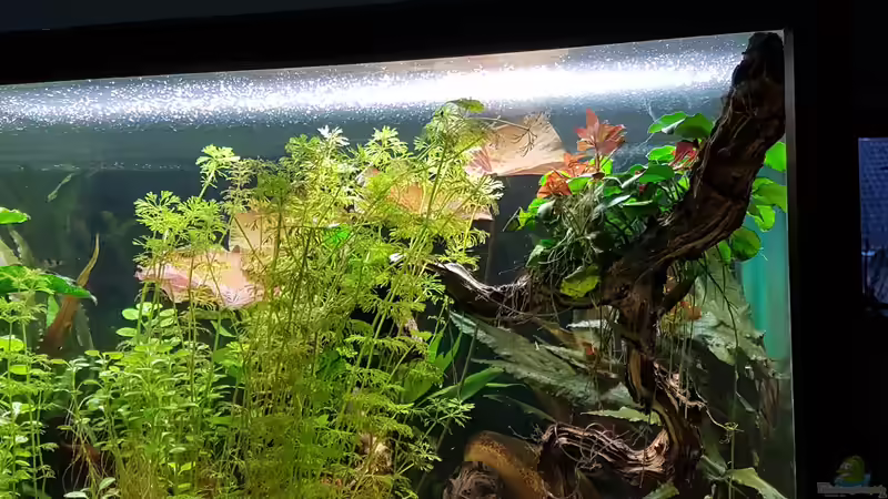 vordere kinke Ecke von Sunnyboy_72 (33)