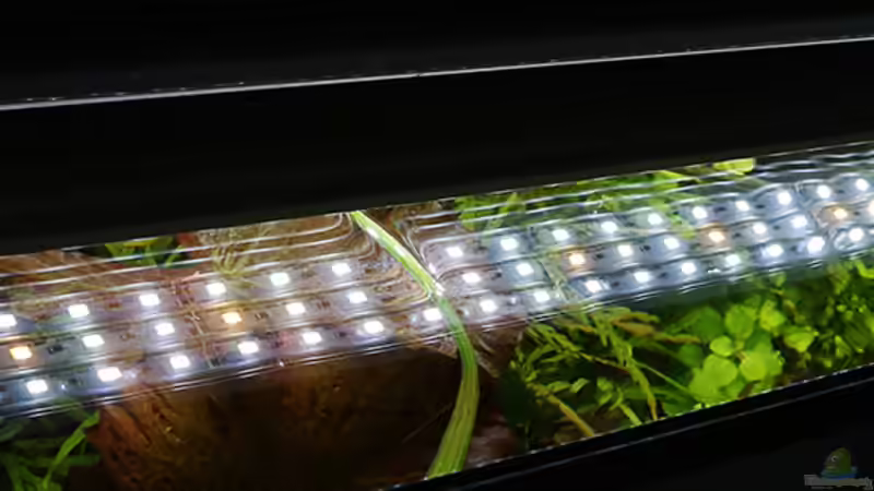 Vordere LED Daytime Eco 80.3 (7000K/5000K/7000K) von Dirk F. (17)