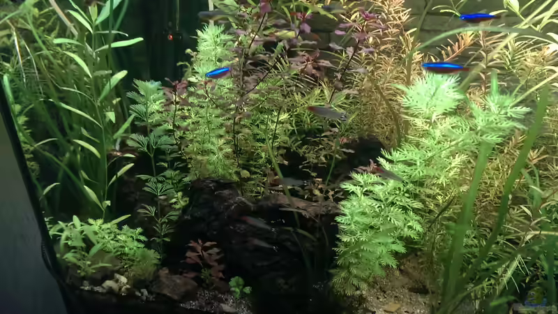 Vordere Linke Ecke von Pseudoym (4)