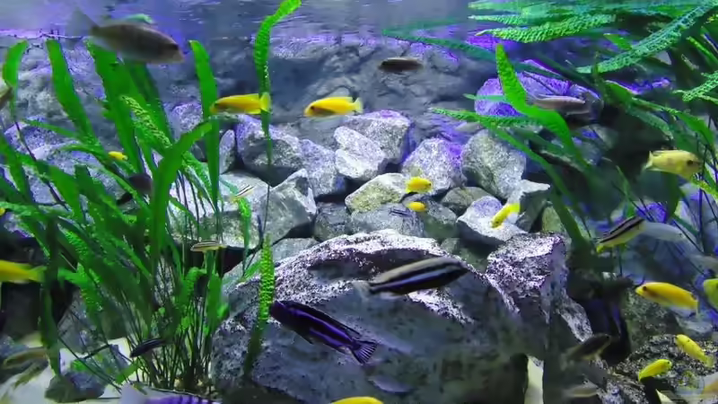 Vordergrund: Dominante Böcke von Melanochromis Maingano und Auratus sowie Ps. Zebra von Mbuna Mick (48)