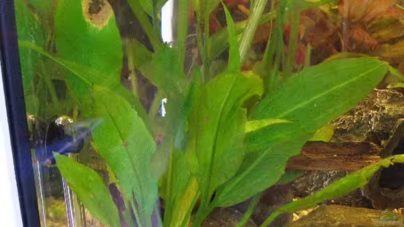 Vordergrund: Echinodorus bleheri - dahinter: Anubias gilletii(?) von Maja Knodel (8)