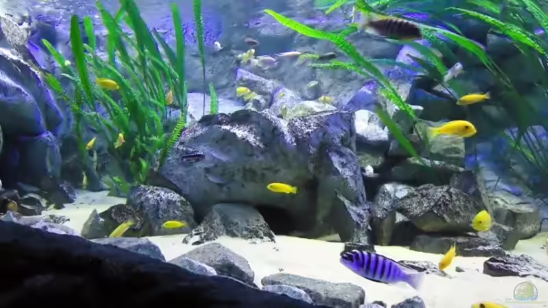 Vordergrund: Pseudotropeus Zebra Chilumba Katale Bock von Mbuna Mick (7)