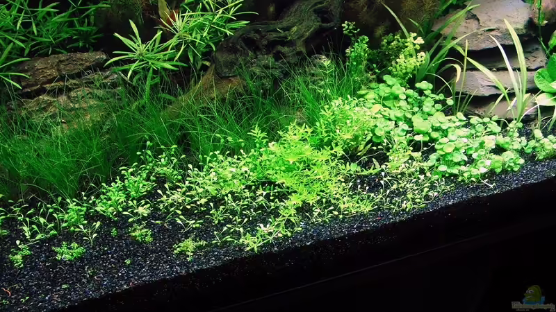 Vordergrund am 20.6.2010 von Microsash (18)