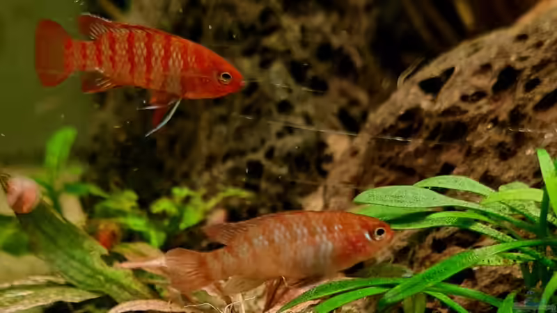 Vordergrund Dario Dario, Hintergrund Funkensalmler von David Schneider Aquaristik (19)